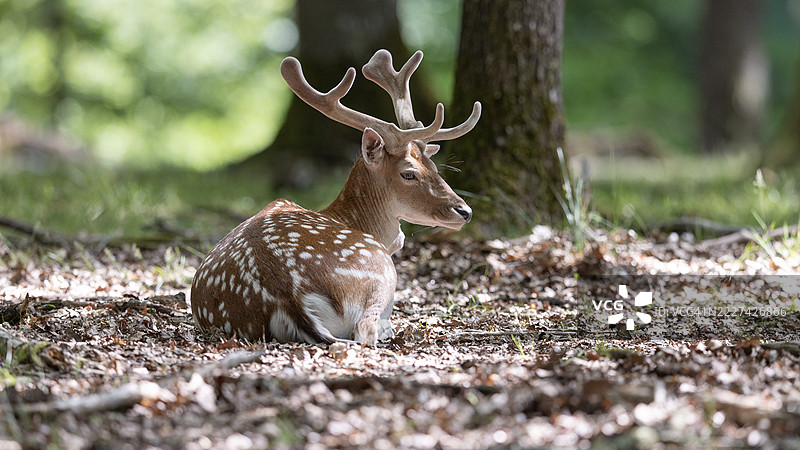 在法国兰布依埃的田野上站着的红色秋天白羊肖像图片素材
