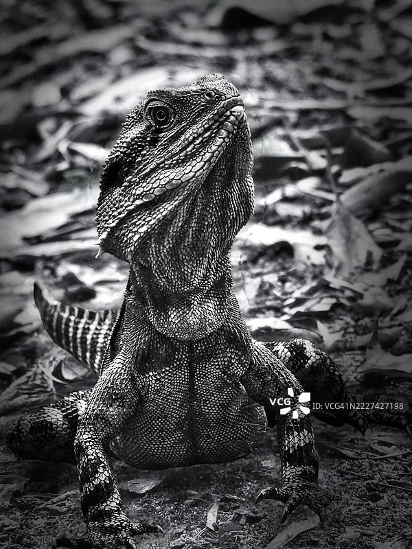 昆士兰，澳大利亚的蜥蜴特写镜头图片素材