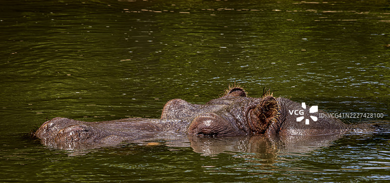 高角度视图的鳄鱼在湖中游泳，安大略省，福特埃里。图片素材