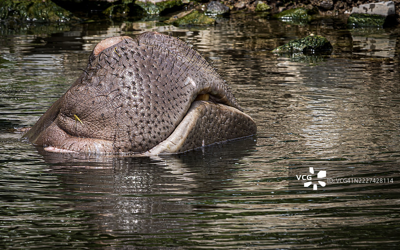 湖中大象特写，安大略省福特埃里，加拿大图片素材