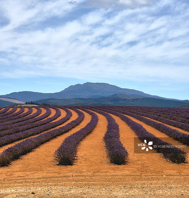 田野与天空的美丽景色，德文郡议会，塔斯马尼亚，澳大利亚图片素材