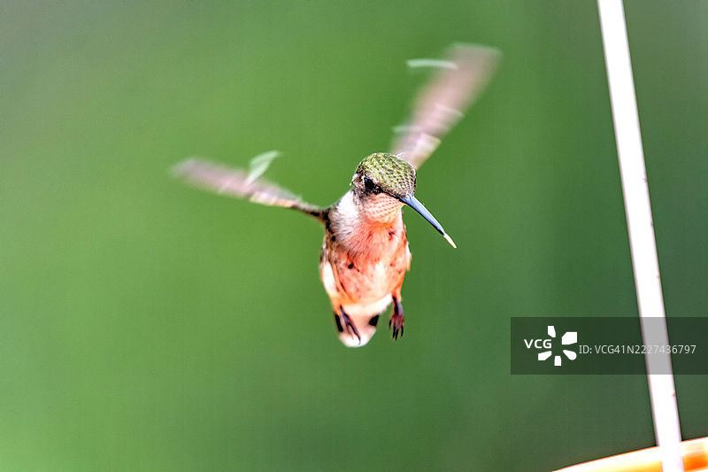 户外飞翔的蜂鸟特写，威斯康星州沃朋，美国图片素材