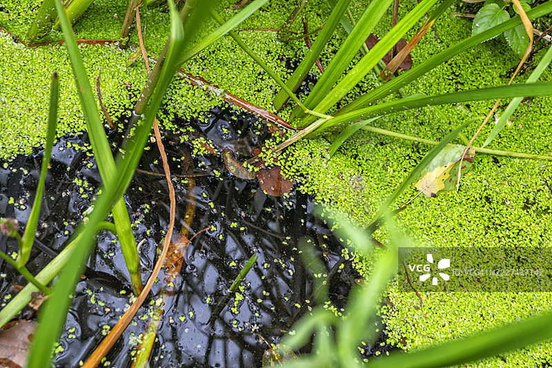 斯特拉斯克莱德大学的花园部分，格拉斯哥，英国图片素材