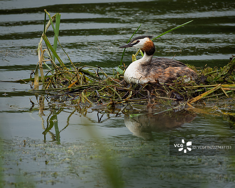 一对冠鸊鷉在水面上，鸊鷉一家在水中，单只冠鸊鷉在水面上，另一只在巢中，莱斯特，英国。图片素材