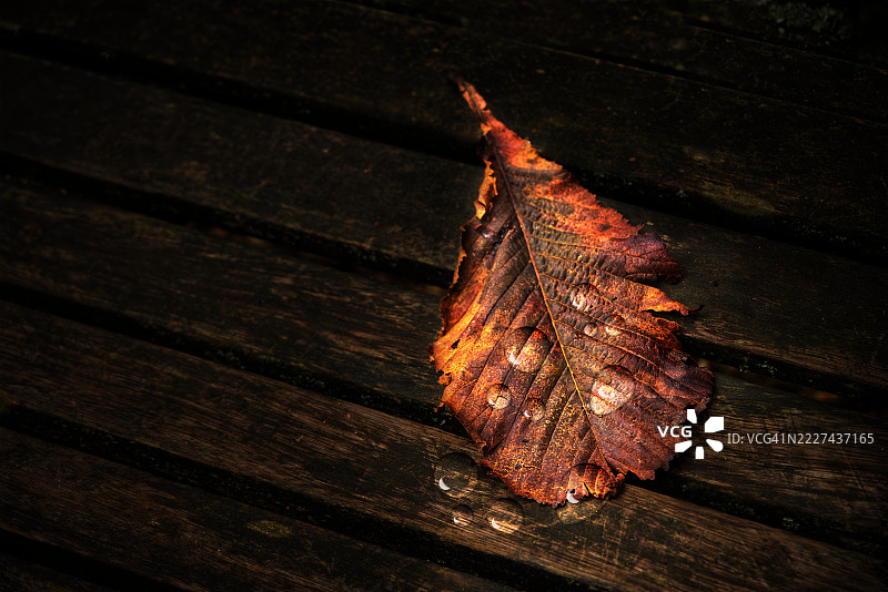 秋天的叶子特写在木头上，英国奇彭汉姆图片素材