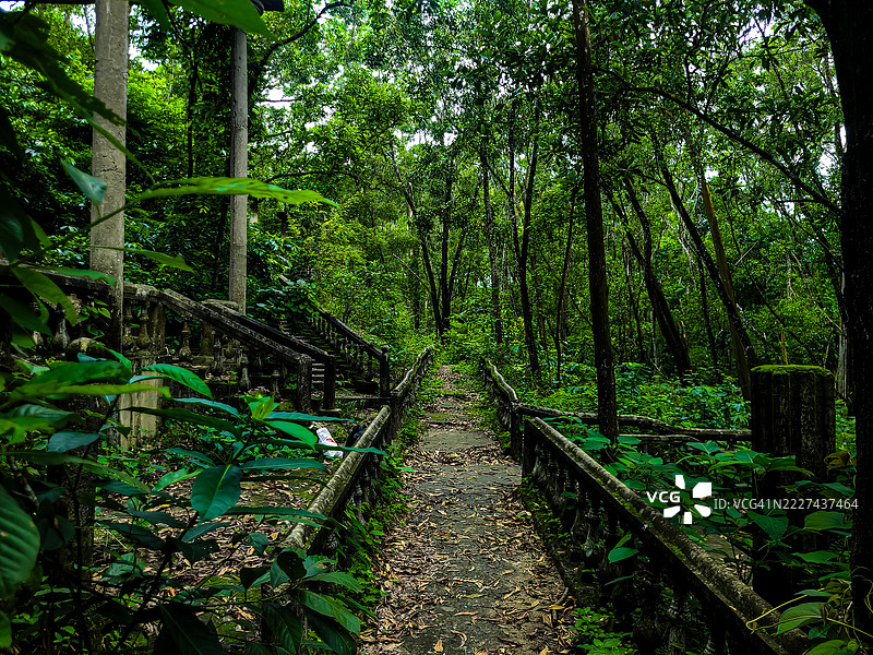 孟加拉国吉大港的森林中的树木图片素材