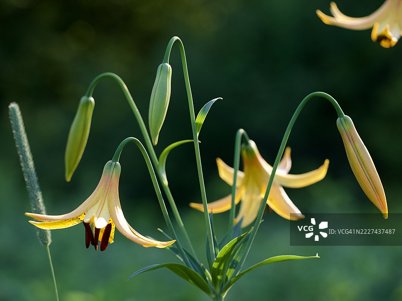 马萨诸塞州韦尔斯利的开花植物特写图片素材