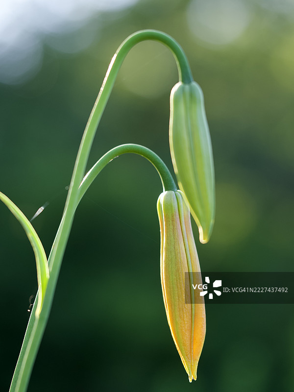 植物特写，马萨诸塞州威尔斯利，美国图片素材