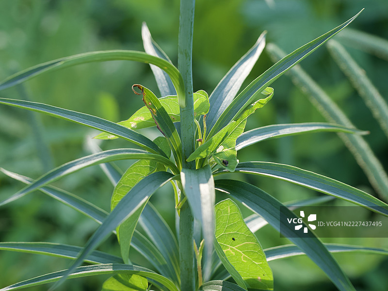 绿植特写，马萨诸塞州威尔斯利，美国图片素材