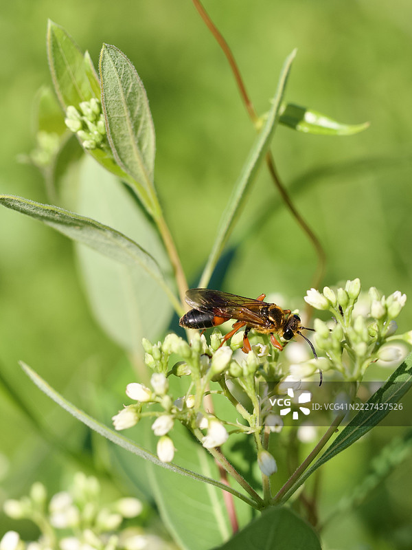 伟大的金色挖掘黄蜂 Sphex ichneumoneus，马萨诸塞州威尔斯利，美国图片素材