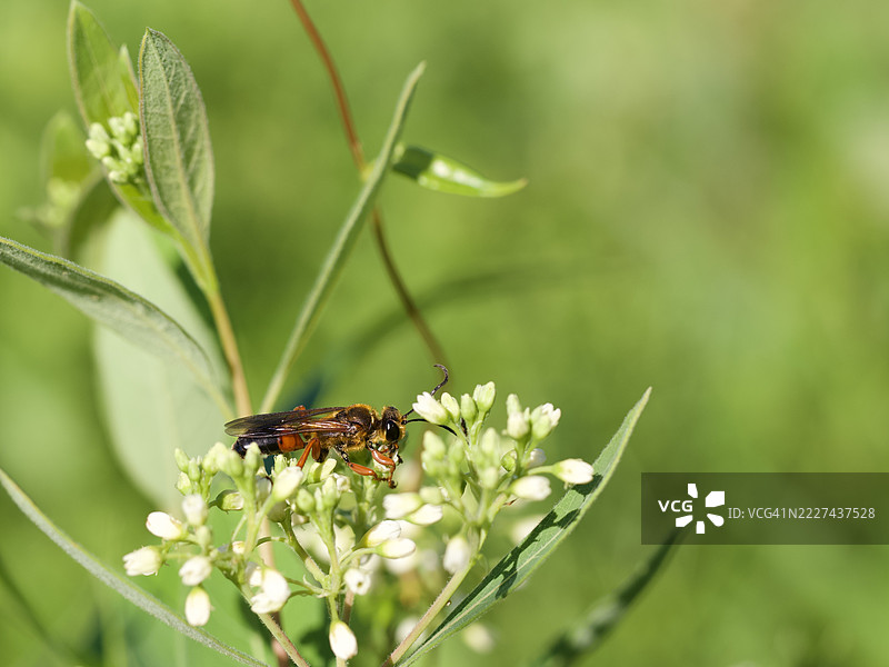 伟大的金色挖掘黄蜂 Sphex ichneumoneus，马萨诸塞州威尔斯利，美国图片素材