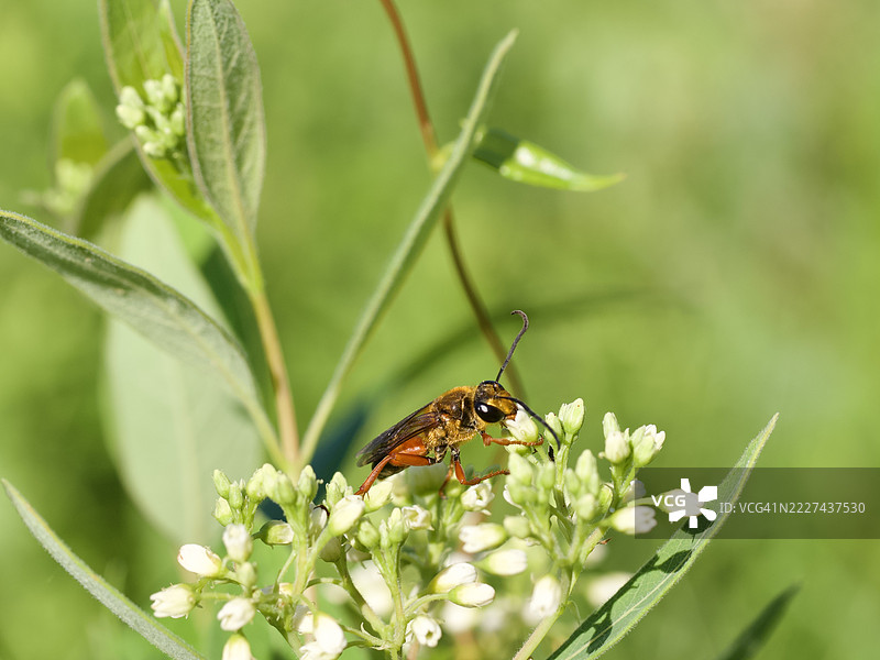 蜜蜂在花朵上的特写，马萨诸塞州韦尔斯利，美国图片素材