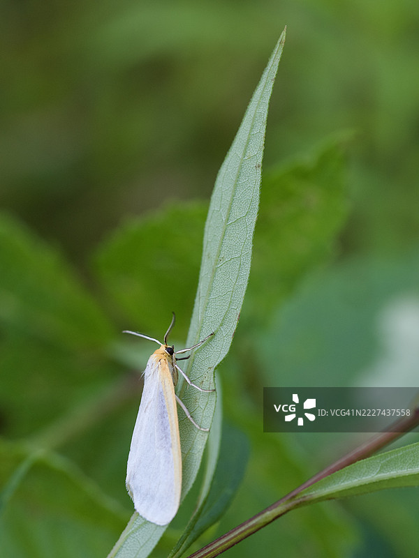 植物上的昆虫特写，马萨诸塞州威尔斯利，美国图片素材