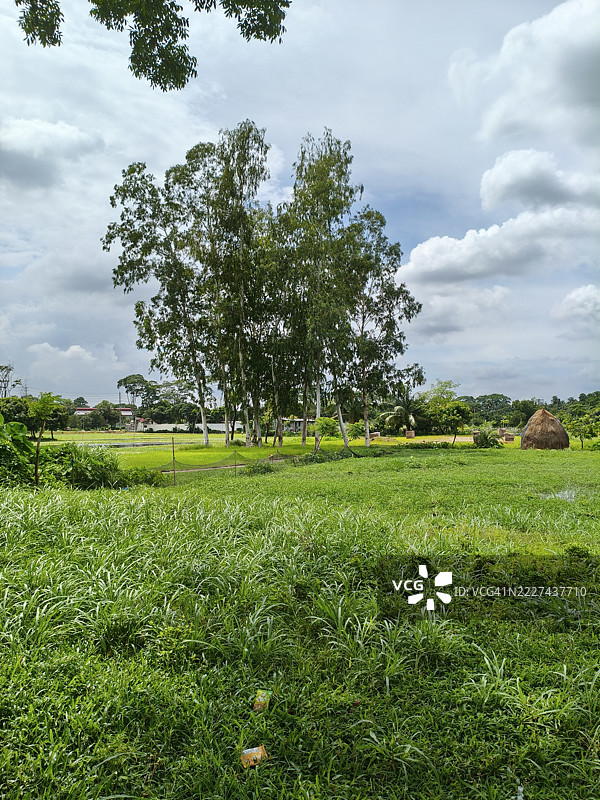 孟加拉国达卡区纳拉扬甘杰地区的天空下的田野上的树木图片素材