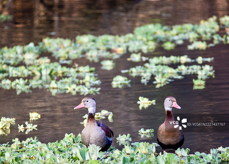 鸟类栖息在湖边的特写，巴西圣保罗坎皮纳斯图片素材