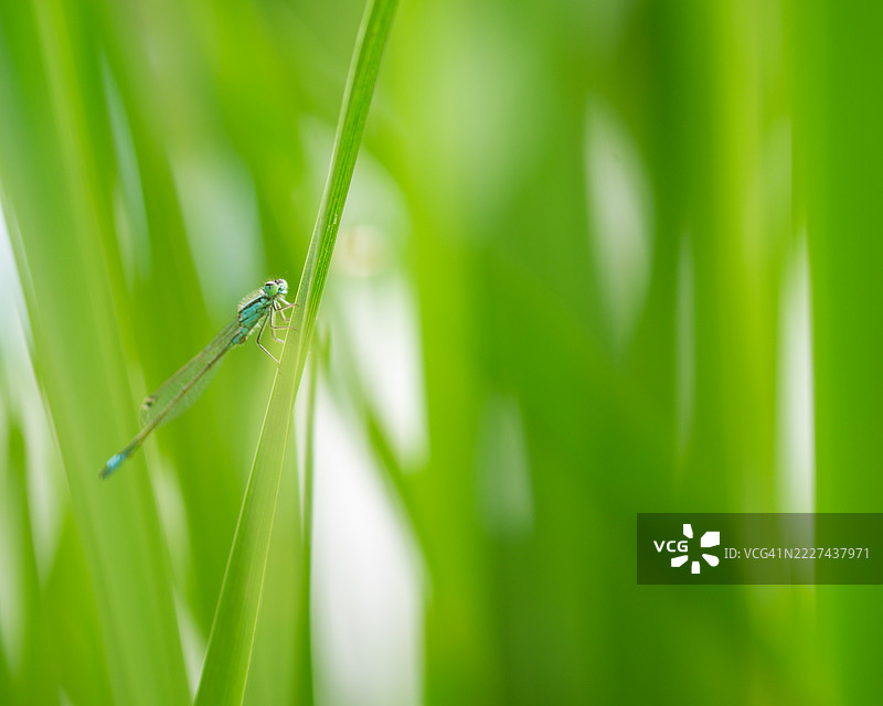 叶子上的豆娘特写，纽顿阿伯特，英国图片素材