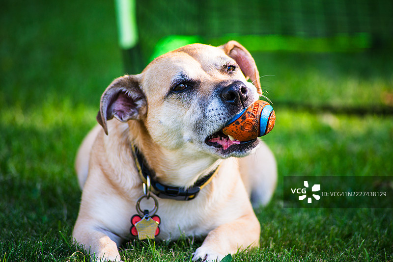 坐在草地上的狗特写，莫里斯平原，新泽西州，美国图片素材