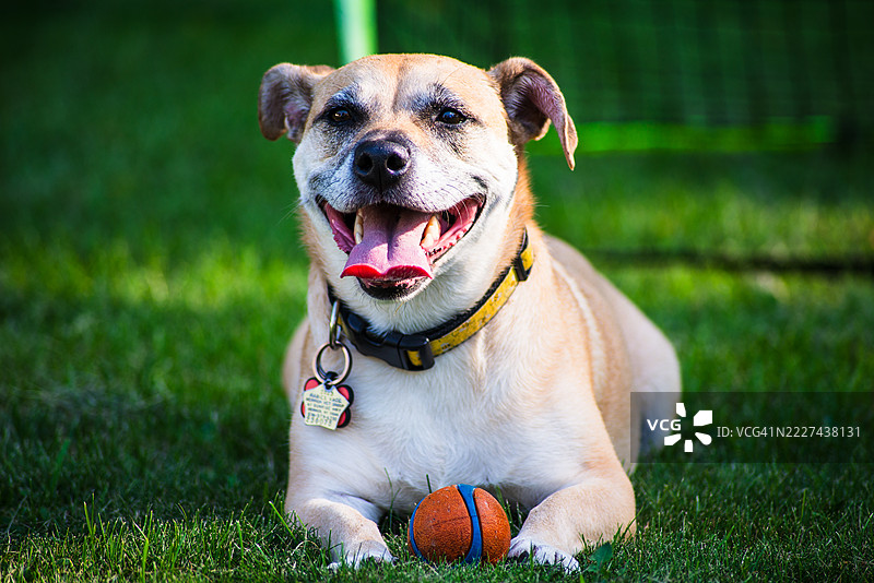 狗在田野上与球的特写，莫里斯平原，新泽西州，美国图片素材