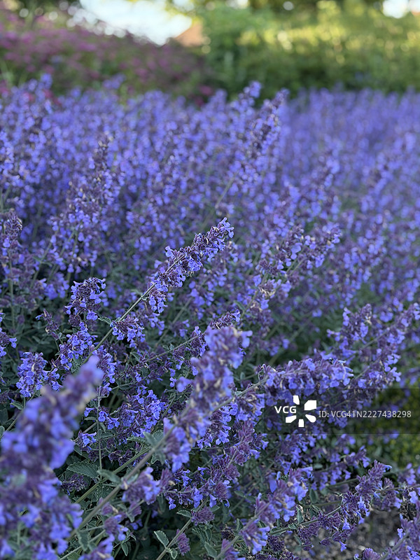 瑞典紫色开花植物的特写图片素材