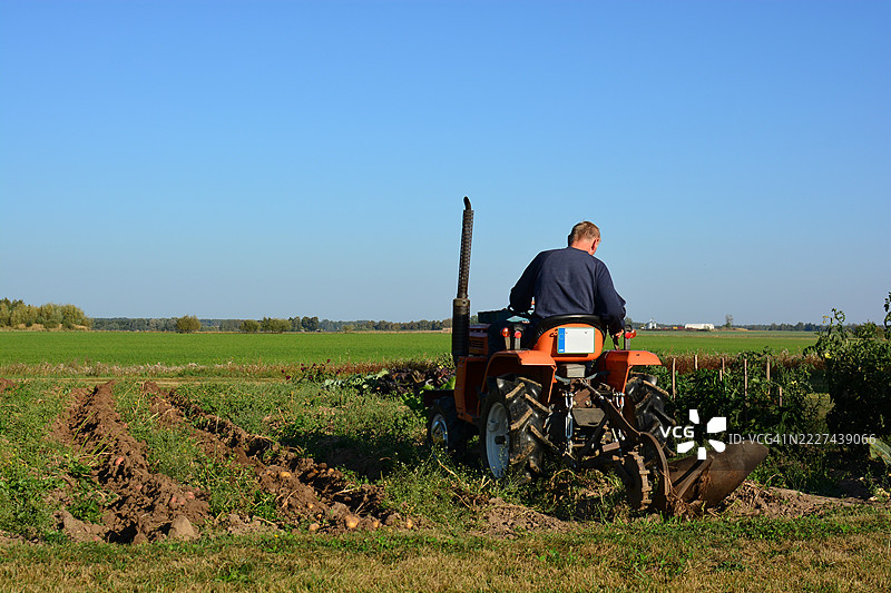 小型拖拉机在秋季乡村的土豆地里收获土豆，阳光明媚，一位老农正驾驶拖拉机，俯视着土豆地，地点为立陶宛考纳斯县（Kauno apskritis）。图片素材