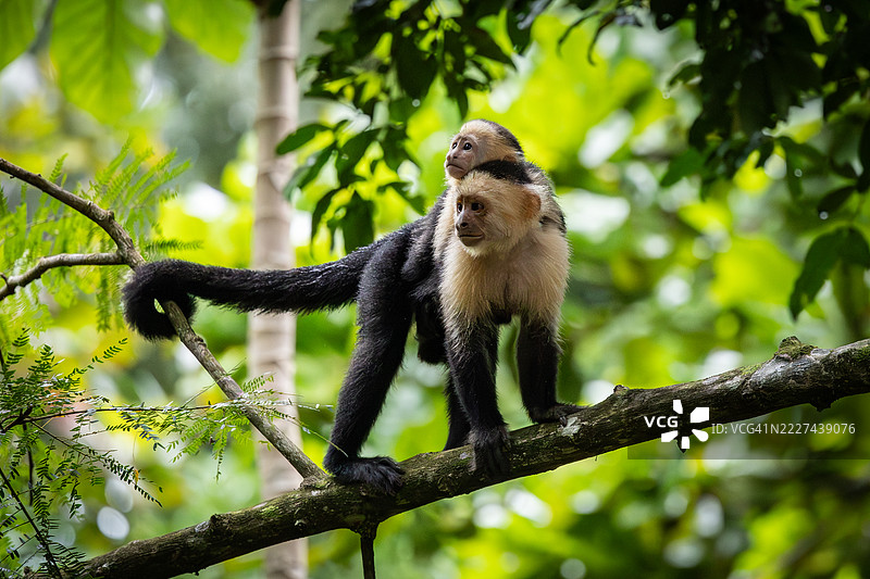 白脸猴在傍晚时分享受时光，位于哥斯达黎加蓬塔雷纳斯省普韦托·希门尼斯图片素材