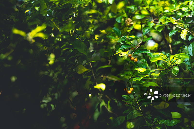 树上生长的水果特写，印度北方邦坎普尔德哈特图片素材