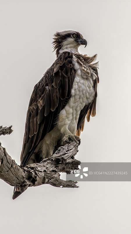 低角度视图的鹰栖息在树枝上，背景是晴朗的天空，亨廷顿海滩，加利福尼亚州，美国图片素材