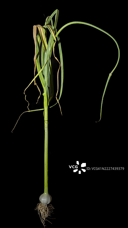 黑色背景上的蚂蚱特写，斯洛文尼亚克兰。图片素材