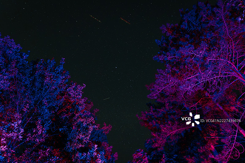 夜空下树木的低角度视图，塞尔维亚，沃伊伏丁那，斯雷姆斯卡卡门尼察图片素材