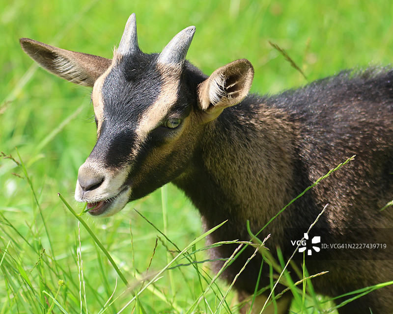 德国德根豪斯塔尔的山羊特写图片素材