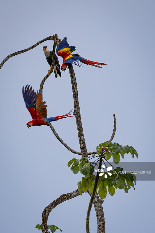 低角度视图的鸟儿在晴朗的蓝天中飞翔，普埃尔托·希门尼斯，普恩塔雷纳斯，哥斯达黎加图片素材