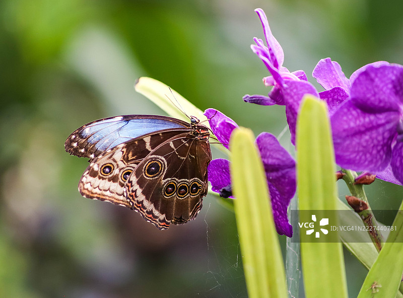 紫色花朵上的蝴蝶特写，英国，伊格尔斯克利夫图片素材