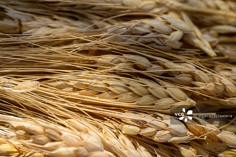 一束黑麦穗放在塞浦路斯的桉树树桩上，乡村自然场景，温暖的光线。图片素材