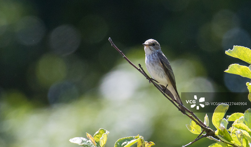 栖息在植物上的鸣禽特写，英国图片素材