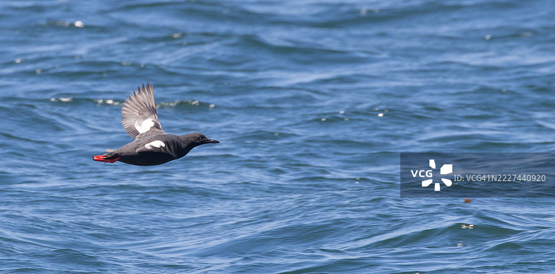 海鸟在海面上空飞翔的特写，蒙特雷公园，加利福尼亚州，美国图片素材