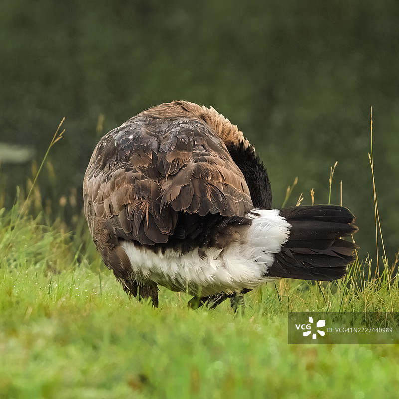 田野上的水鸭特写，西德莫因，爱荷华州，美国图片素材