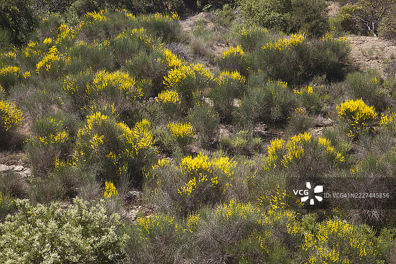生长在山坡上的苏格兰金雀花（Cytisus scoparius）。图片素材