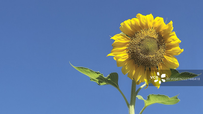 土耳其哈塔伊蓝天背景下的向日葵特写图片素材