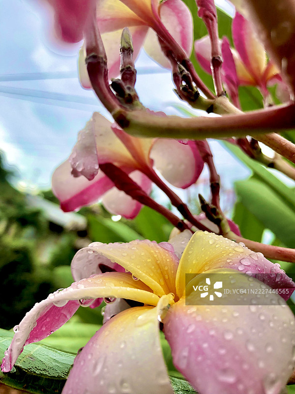 古巴湿润的粉色花朵特写图片素材