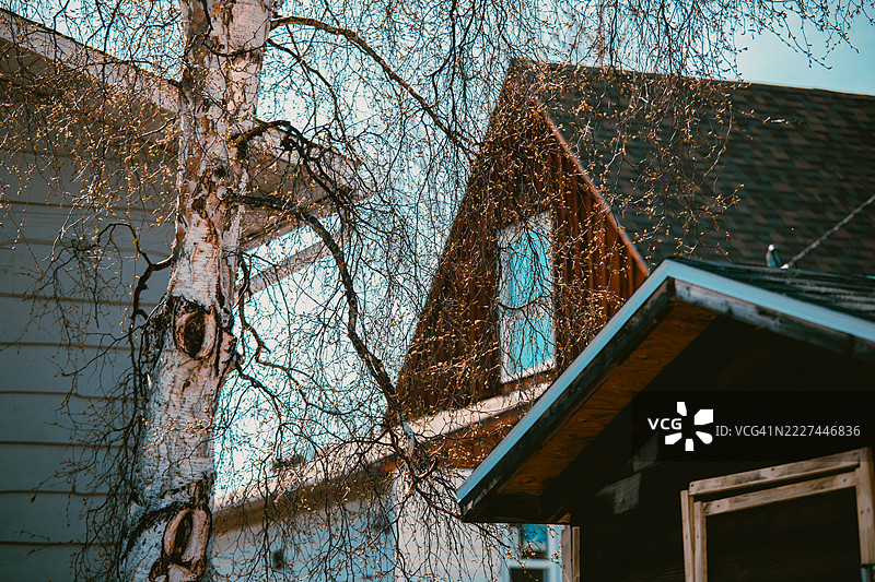 从低角度看树木与天空，黄刀镇，西北地区，加拿大图片素材