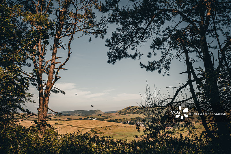 日落时分，英国韦尔汉姆的天空下的树木景观图片素材