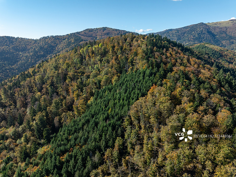清澈天空下的森林美景，法国大东部地区坦恩图片素材