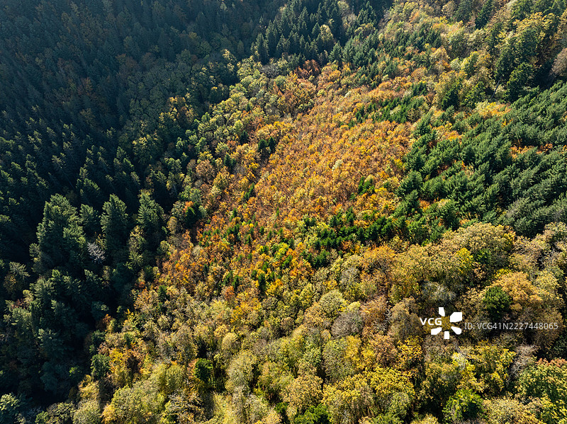 法国大东部地区坦恩森林中的树木高角度视图图片素材