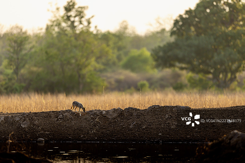 金色时光的风景 - 一只孤独的豺狼走近水坑，拉姆纳加尔，乌塔拉坎德，印度图片素材