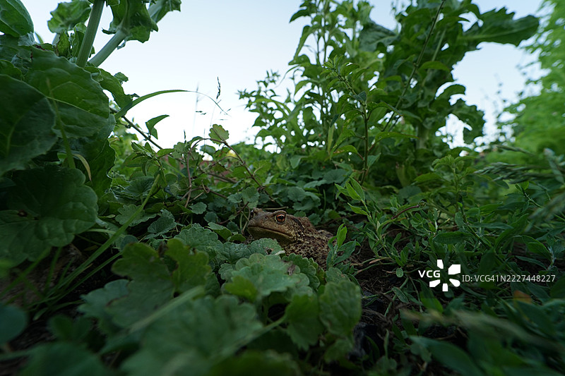 普通蟾蜍（Bufo bufo），使用广角镜头拍摄，捷克共和国奥斯特拉瓦图片素材