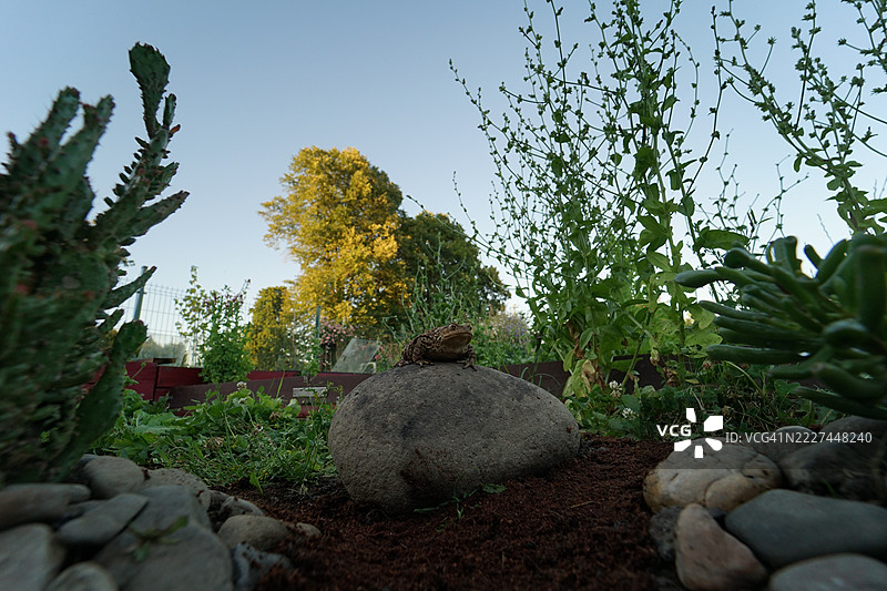 普通蟾蜍（Bufo bufo），使用广角镜头拍摄，捷克共和国奥斯特拉瓦图片素材