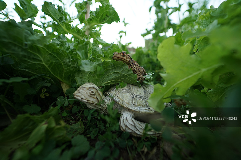 普通蟾蜍（Bufo bufo），使用广角镜头拍摄，捷克共和国奥斯特拉瓦图片素材