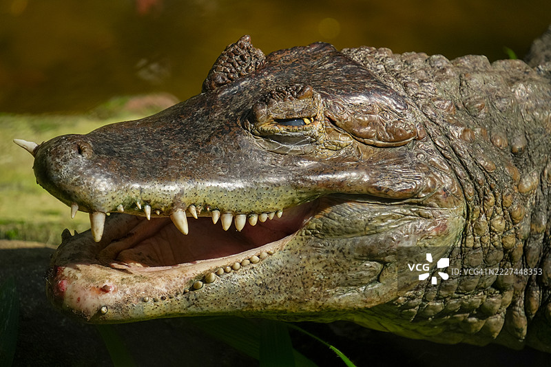 印度的鳄鱼特写图片素材