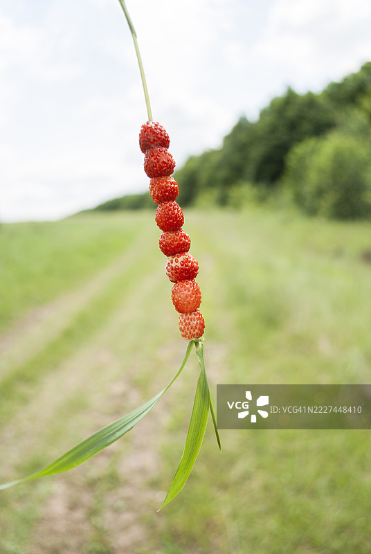模糊的绿色草地背景上的草莓 夏季美食，乌克兰图片素材