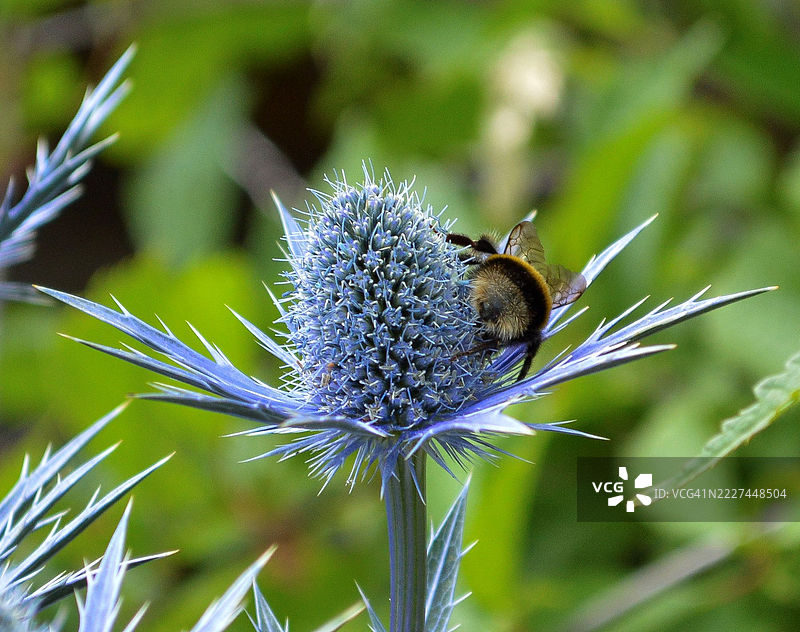 英国罗瑟汉姆的蓟花上的蜜蜂特写镜头图片素材